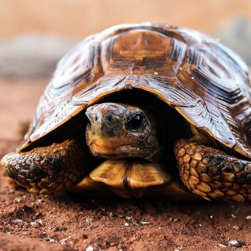 Comment savoir si ma tortue de terre est enceinte — free download