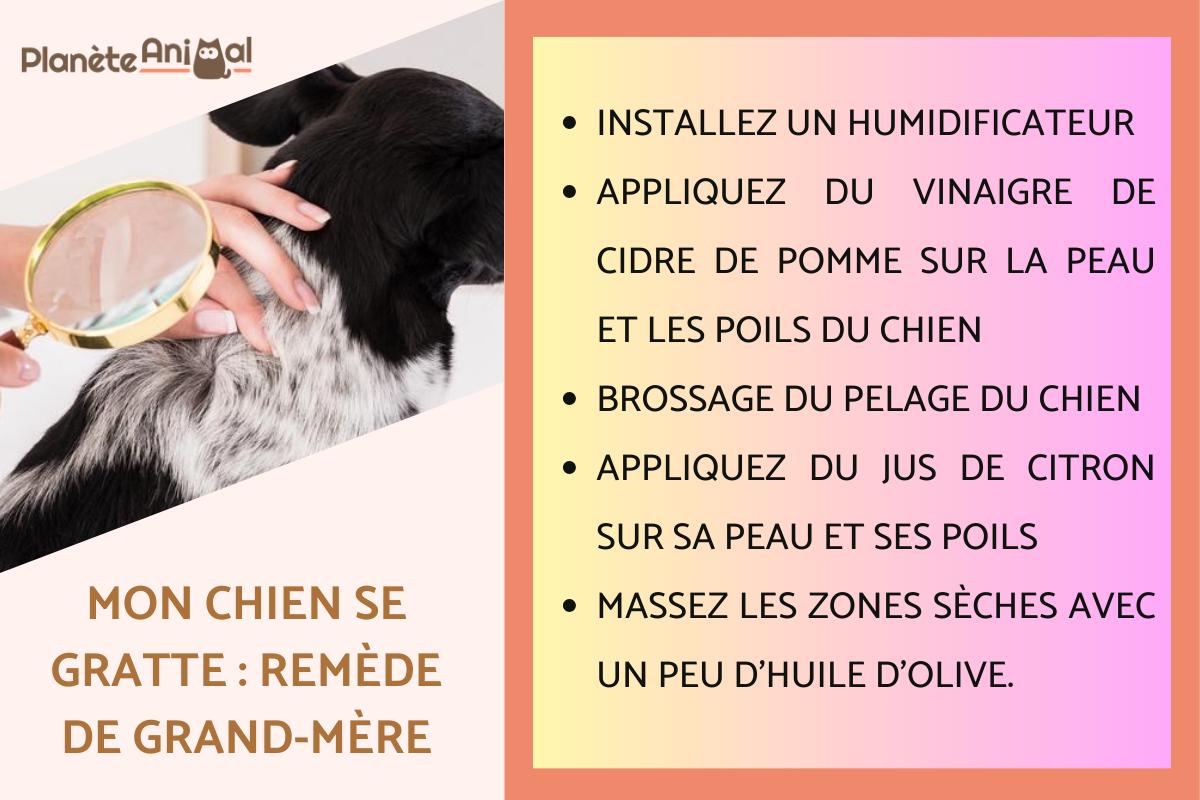 Mon chien se gratte : remède de grand-mère