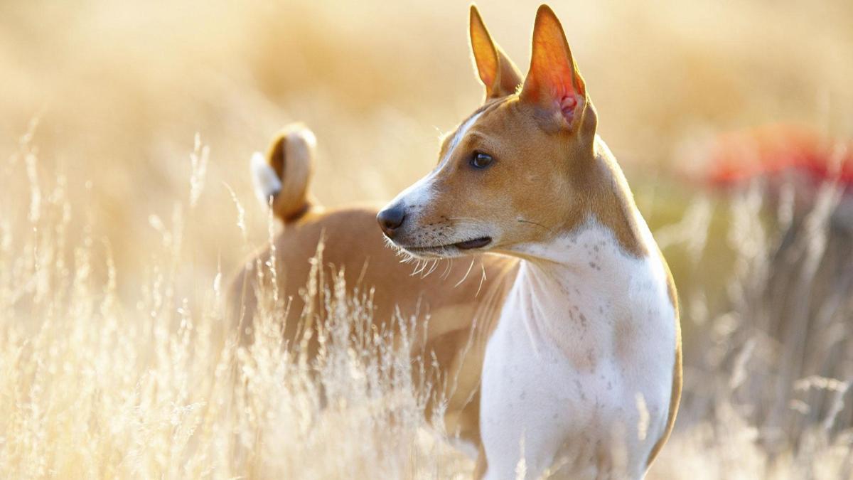 Quelles sont les plus anciennes races de chiens ?