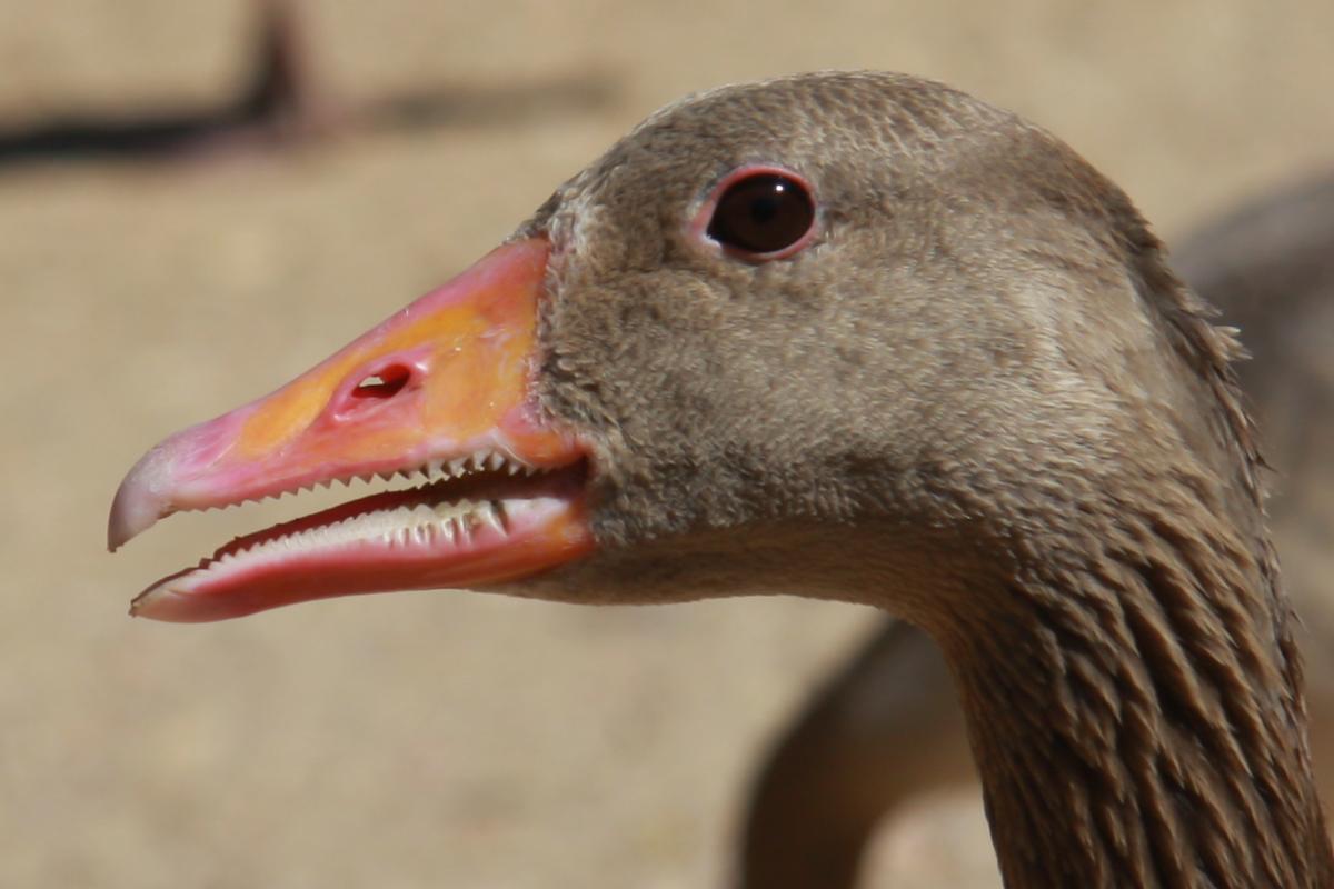 Est-ce que les oies ont des dents ?