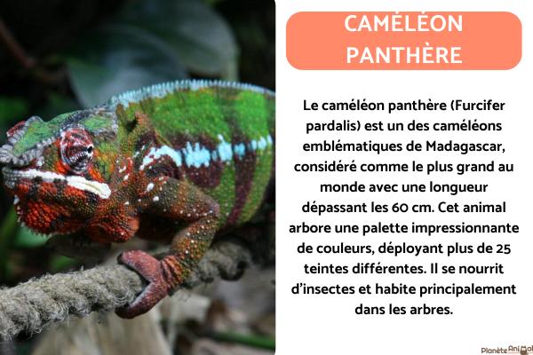 Les animaux de Madagascar - Nom, liste et photos - Caméléon panthère