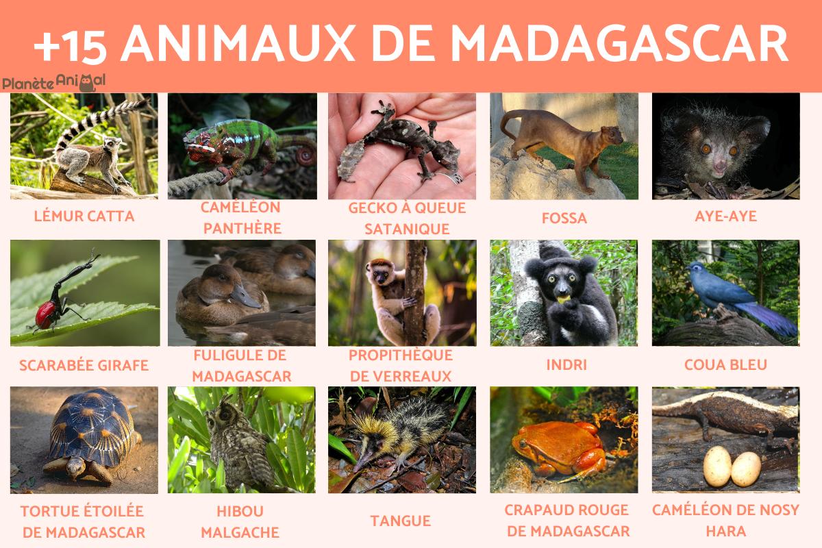 Les animaux de Madagascar - Nom, liste et photos