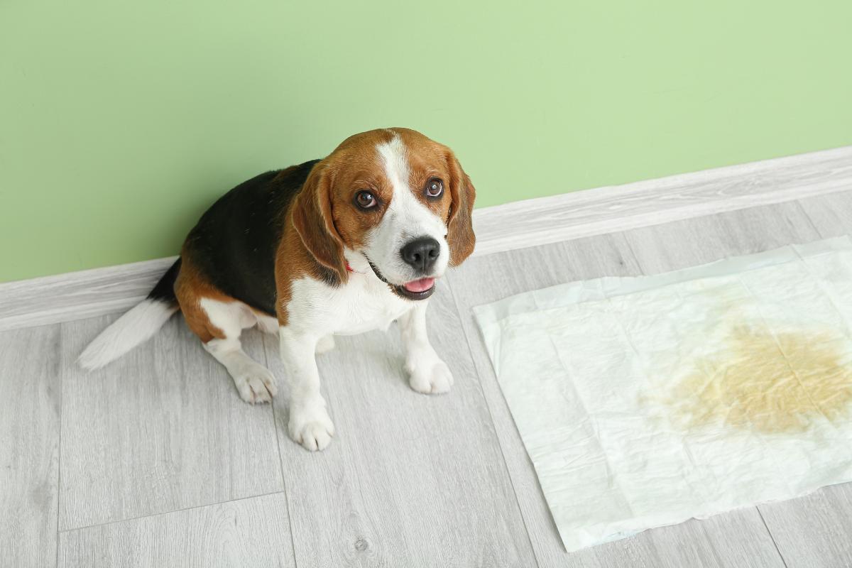 POURQUOI mon CHIEN BOIT BEAUCOUP D