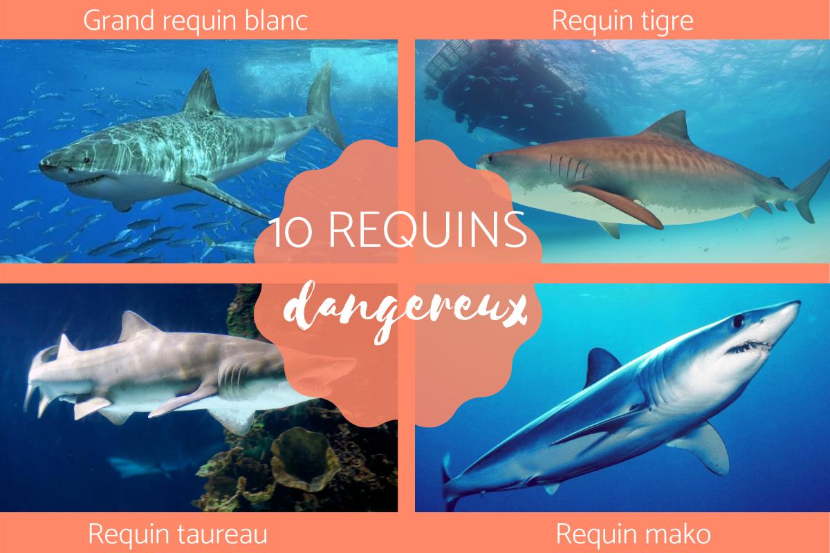 Requins les plus dangereux - espèces avec photos