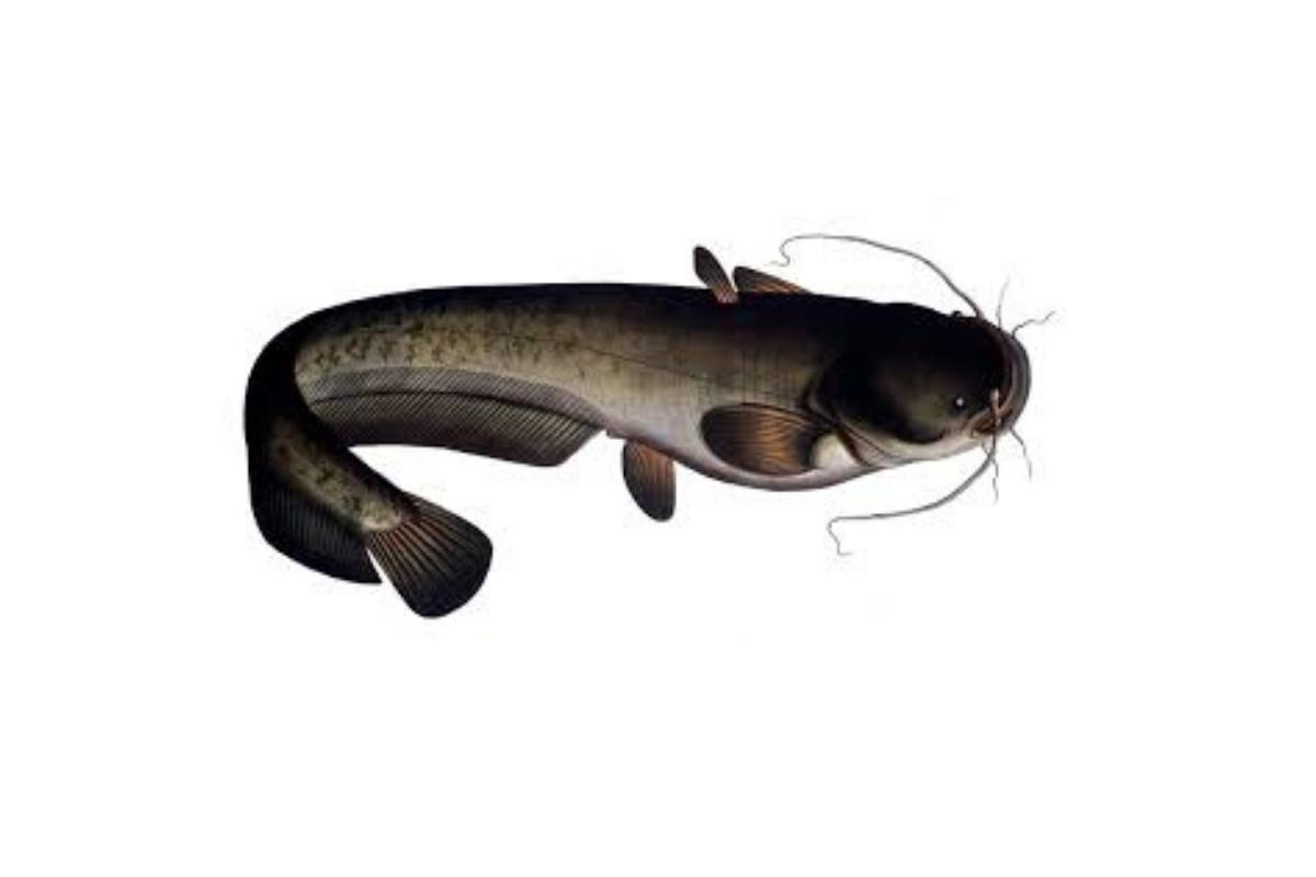 Уоитибе сом. Амурский сомик. Морской сомик. Yutu. Сомик краснохвостый аквариумный.