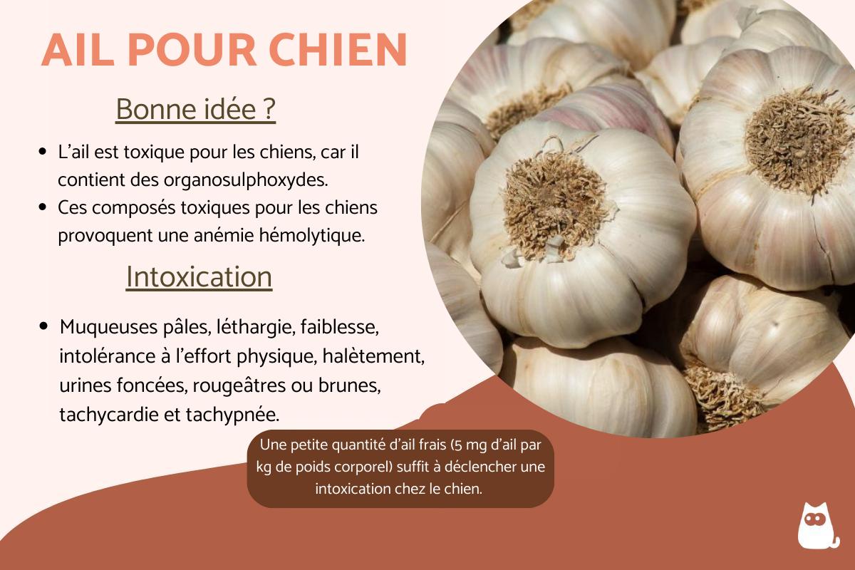 Peut-on donner de l'ail à un chien ?