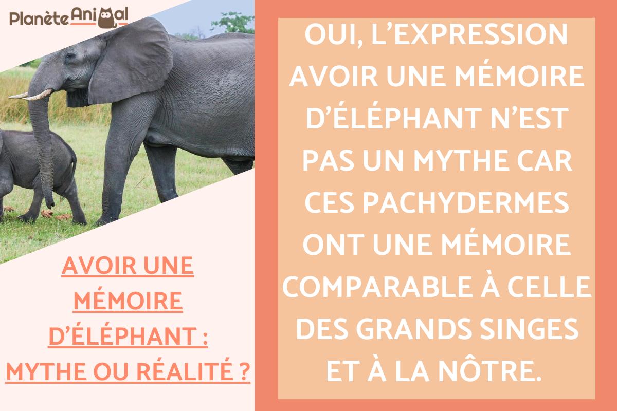 Avoir une mémoire d'éléphant