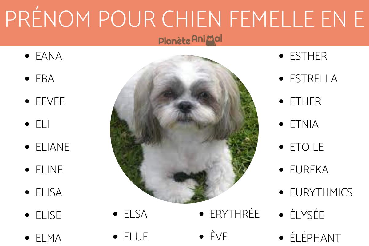 Prenom En A Femelle Chien