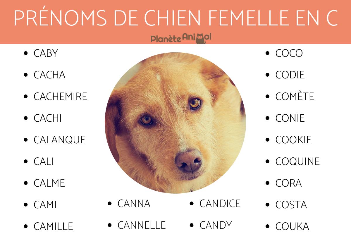 Prenom En A Femelle Chien