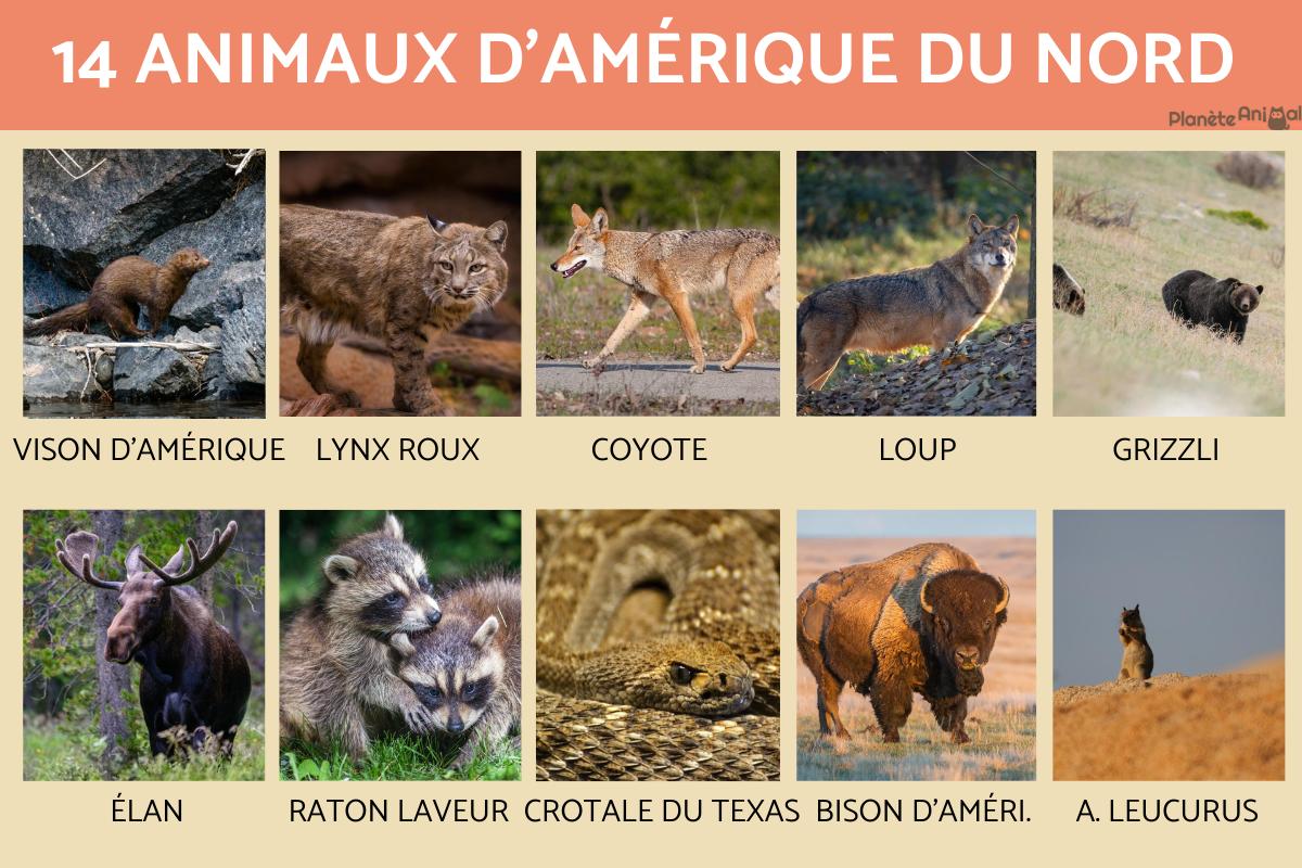 Animaux d'Amérique du Nord