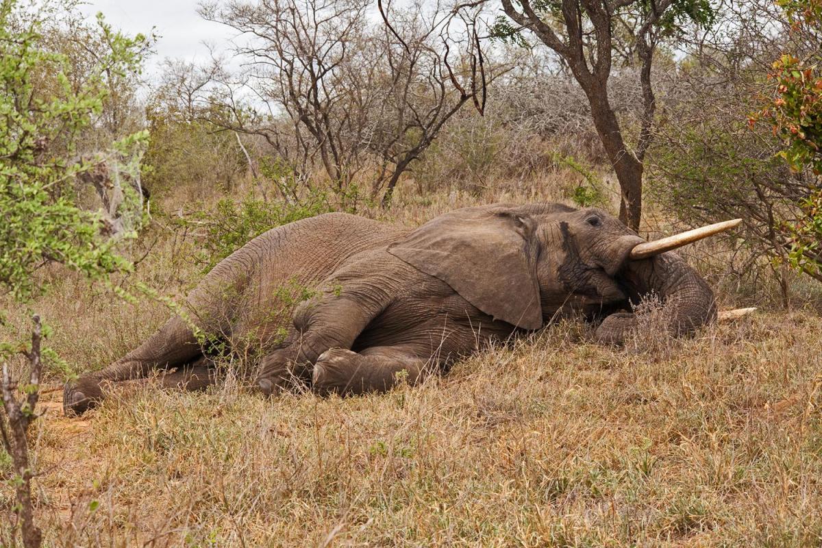Comment dort un éléphant ?