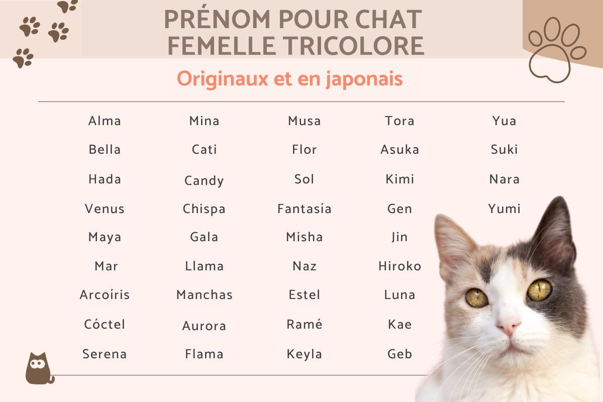 Prénom pour chat femelle tricolore