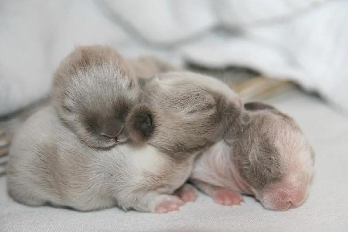 Naissance du lapin
