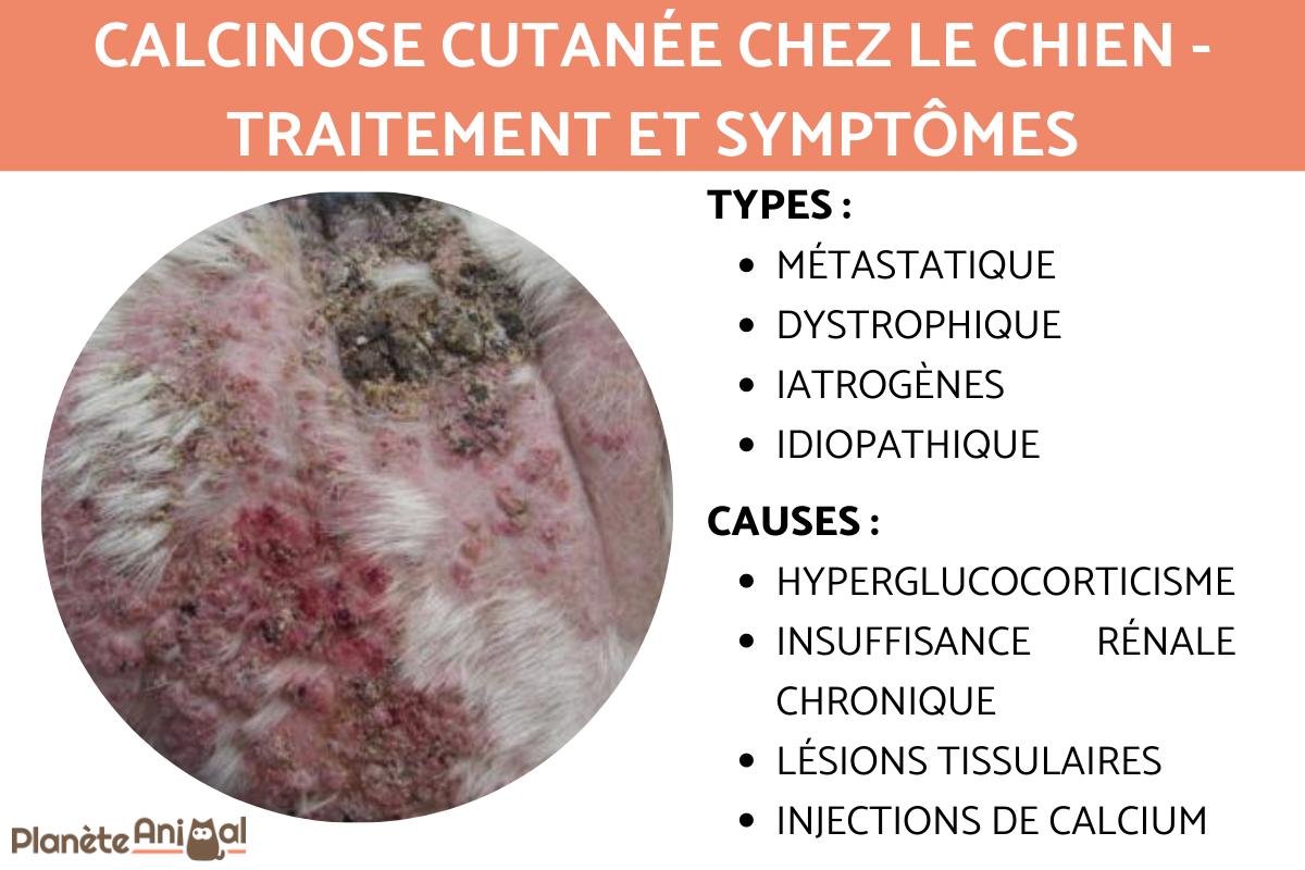 Calcinose cutanée chez le chien - Traitement et symptômes