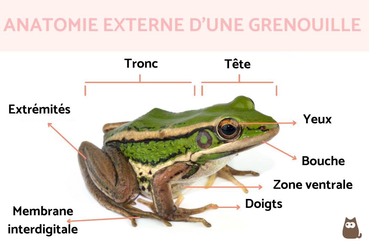 Anatomie De La Grenouille INTERNE Et EXTERNE avec SCH MAS 