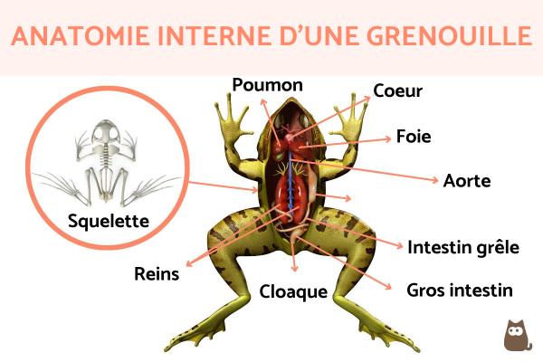 Image Pour Page De Garde Svt Grenouille Chtoby Pomnili