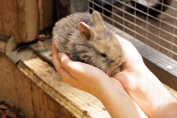 Adopter un lapin nain - Acheter un lapin nain ou adopter ?