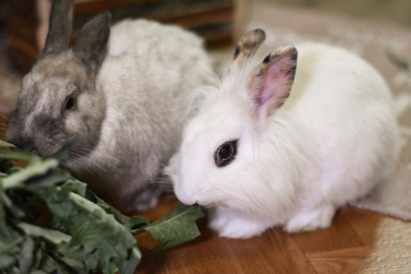 Adopter un lapin nain - Adopter un lapin chez un particulier