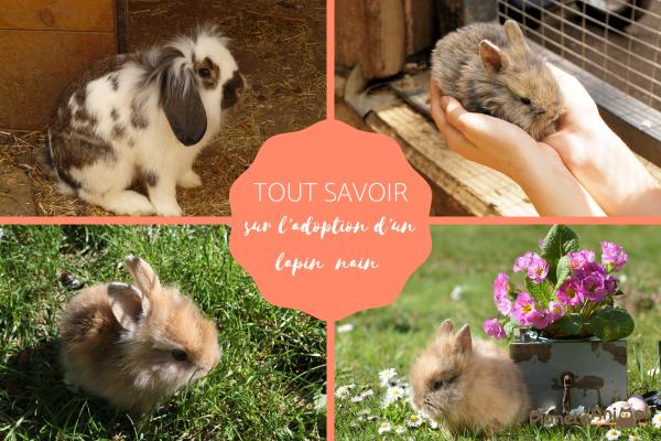 Adopter un lapin nain