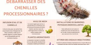 Comment se débarrasser des chenilles processionnaires - Traitement naturel