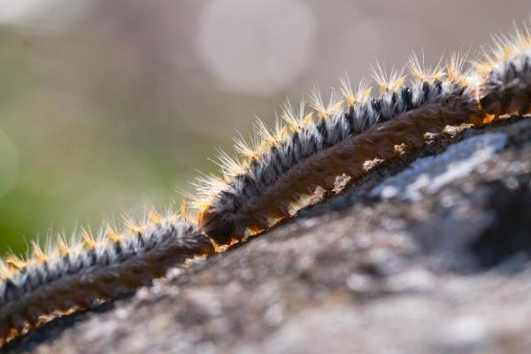 Comment se débarrasser des chenilles processionnaires - Traitement naturel - Installations de barrières physiques bienveillantes