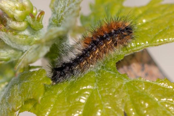 Comment se débarrasser des chenilles processionnaires - Traitement naturel - Plantes aromatiques pour se débarrasser des chenilles processionnaires
