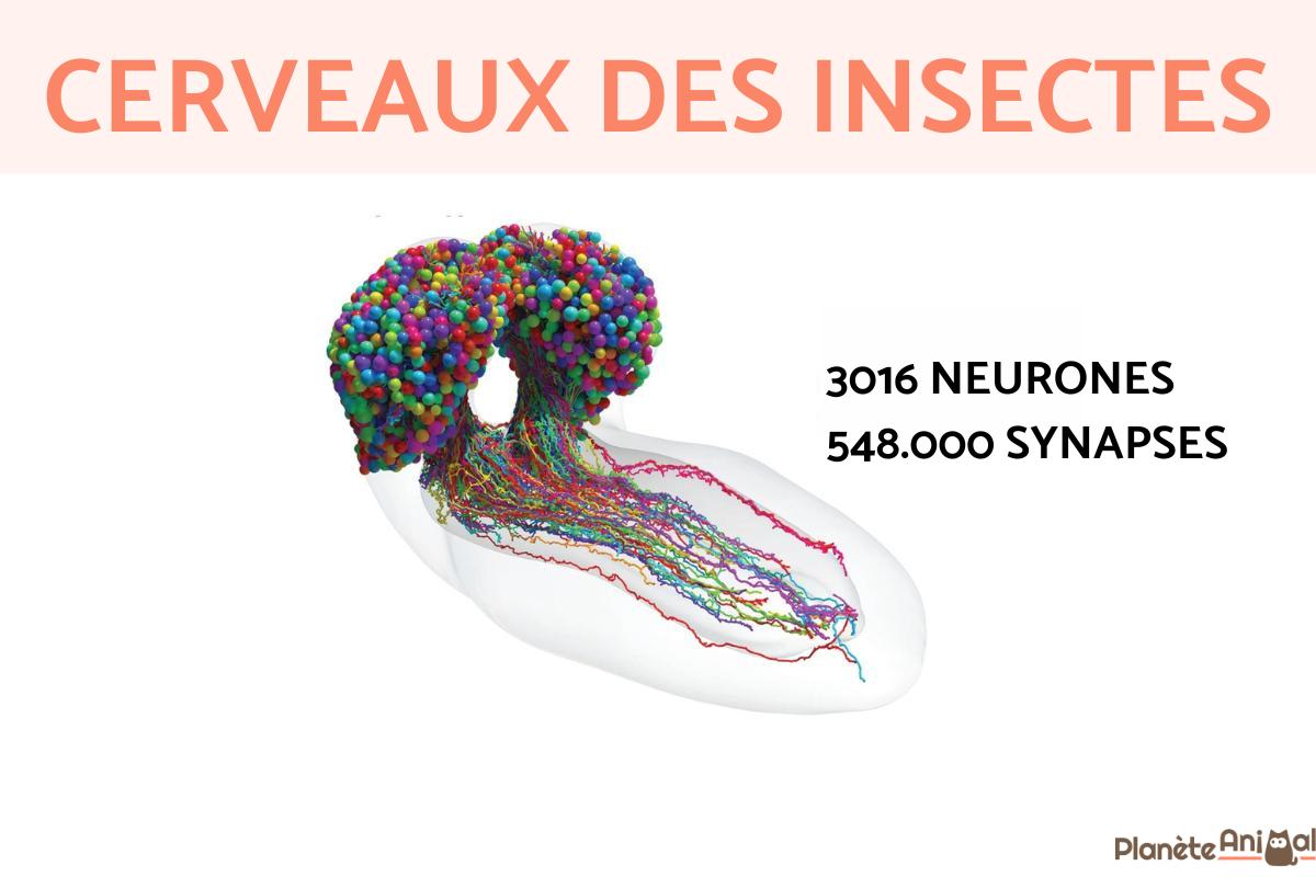 Les insectes ont-ils un cerveau ?
