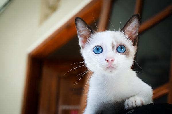 Pourquoi mon chat attaque sa queue ? - Chez les chatons : un comportement lié à l'exploration !