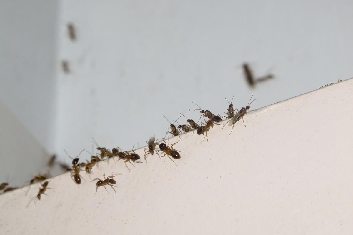 Comment se débarrasser des fourmis dans la maison ?