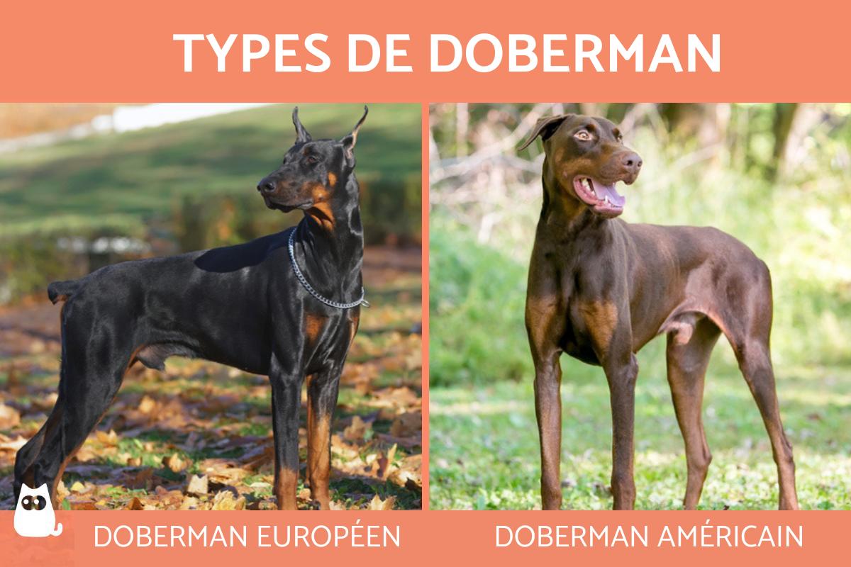Types de doberman : catégorie et caractéristiques