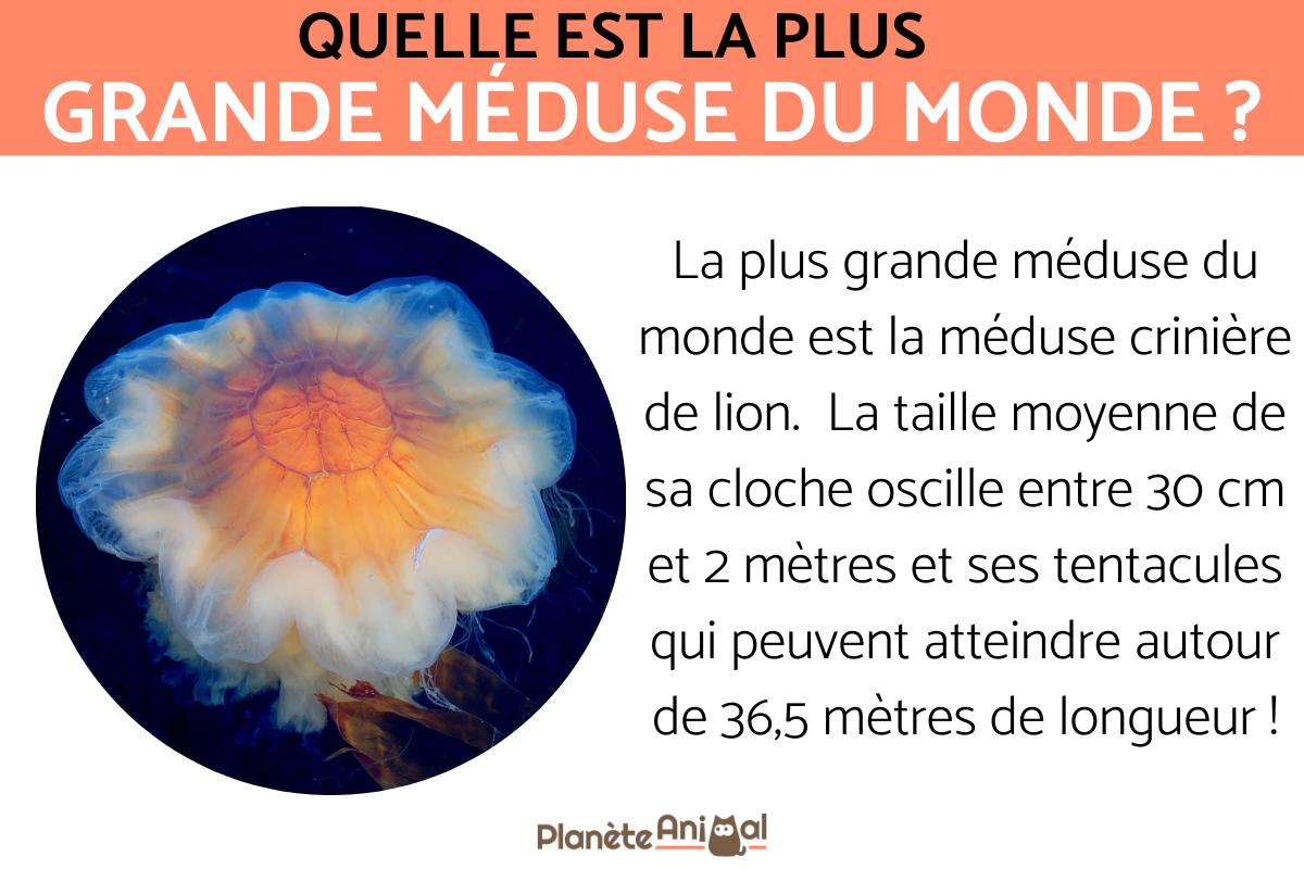 La plus grande méduse au monde