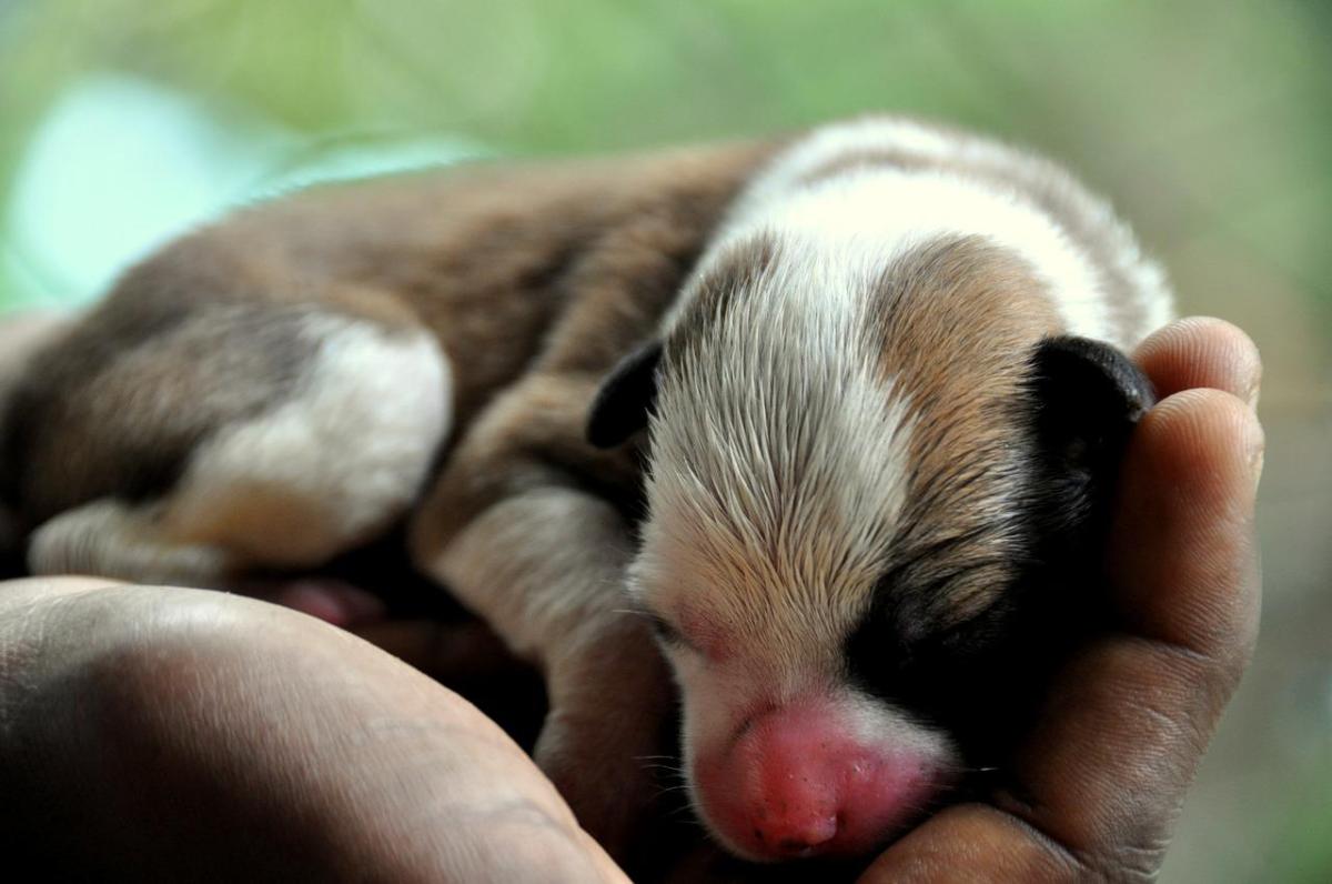 Ma chienne ne veut pas nourrir ses chiots - Causes et que faire