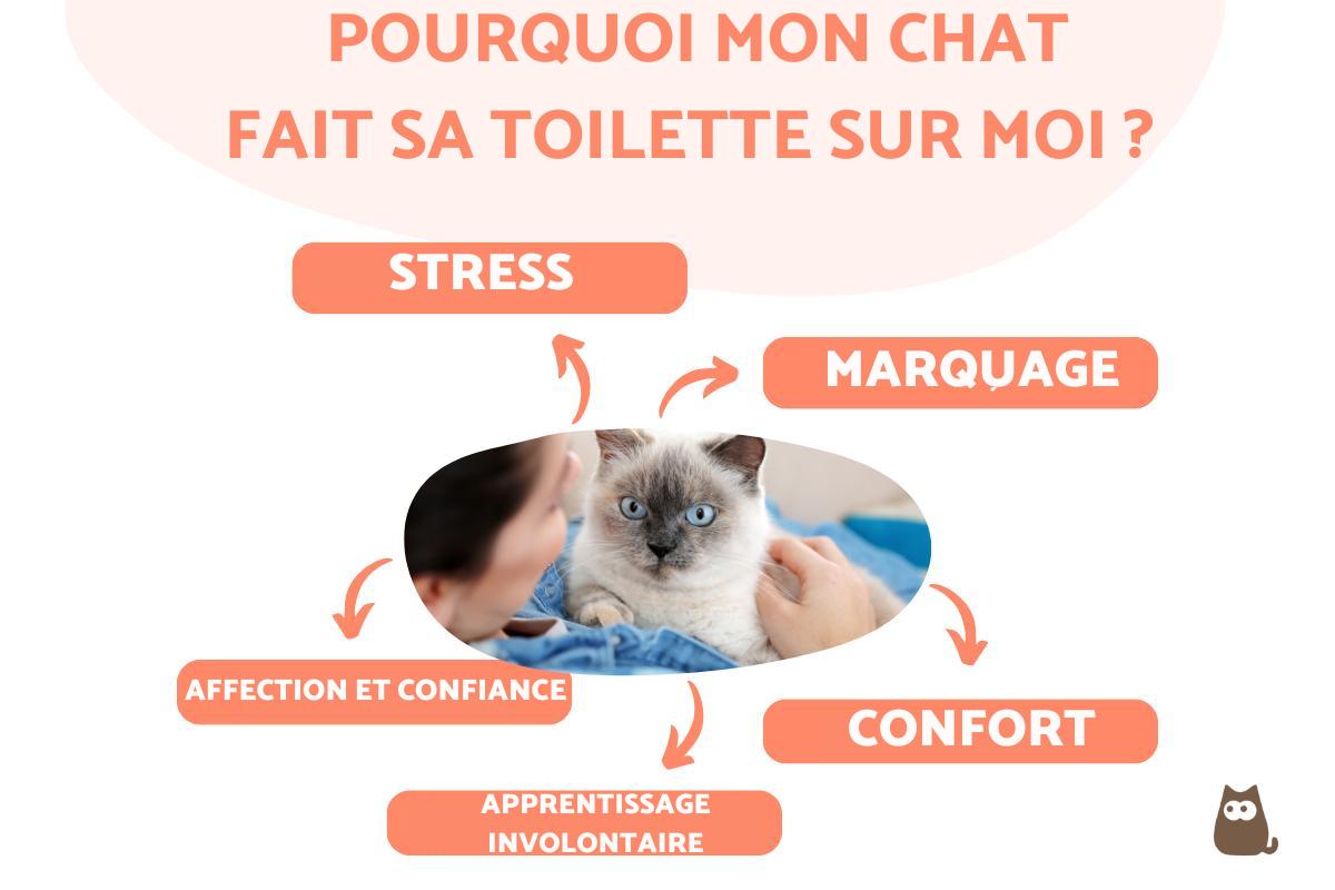 Mon chat fait sa toilette sur moi - causes et solutions