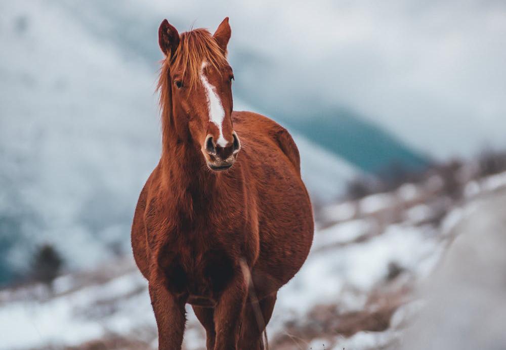 +200 NOMS pour CHEVAUX MÂLES et FEMELLES