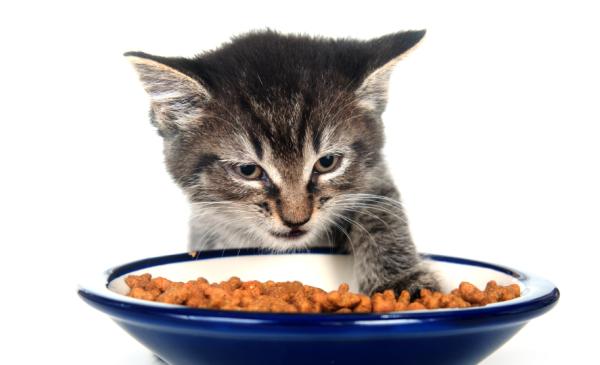 Mon chat mange trop vite et vomit : que faire ?
