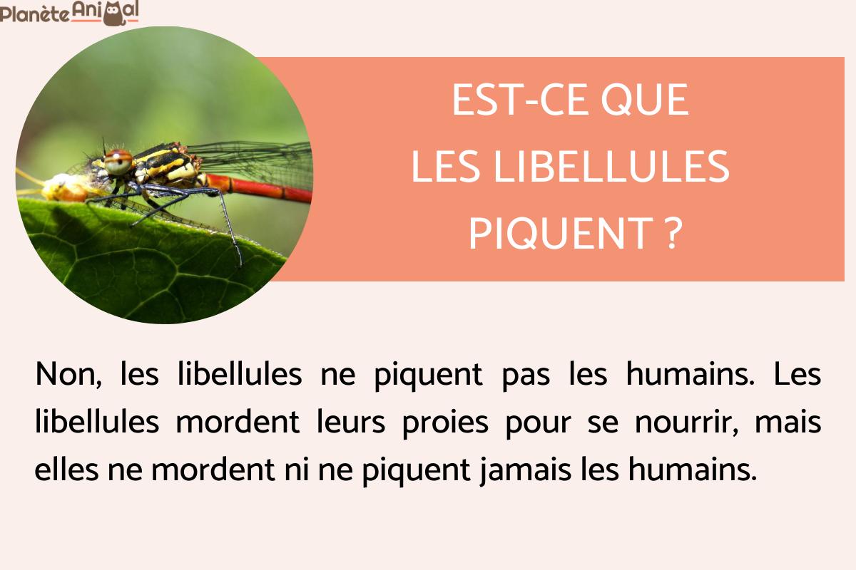 Est-ce que les libellules piquent ?