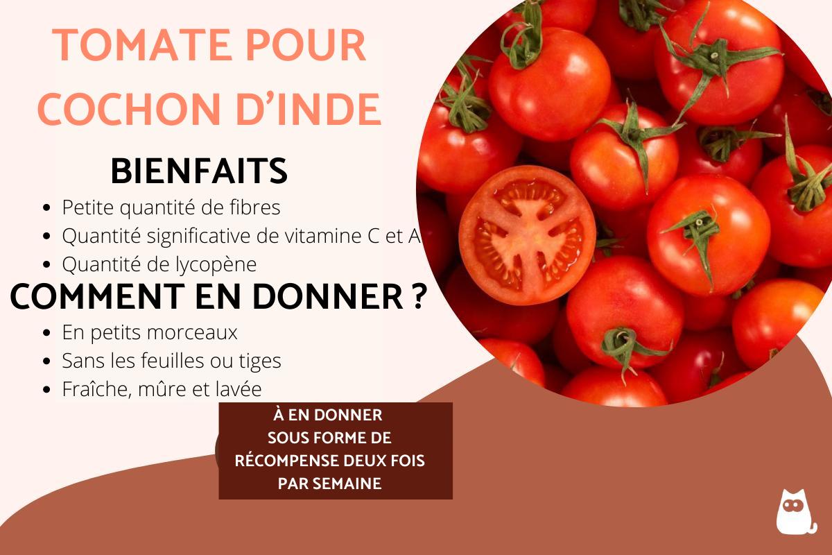 Mon cochon d'Inde peut-il manger de la tomate ?