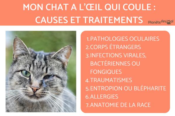Mon chat a l’œil qui coule : causes et traitements