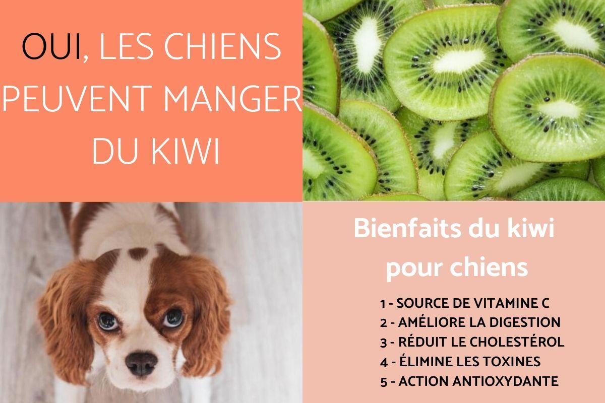 Mon chien peut-il manger du kiwi ?