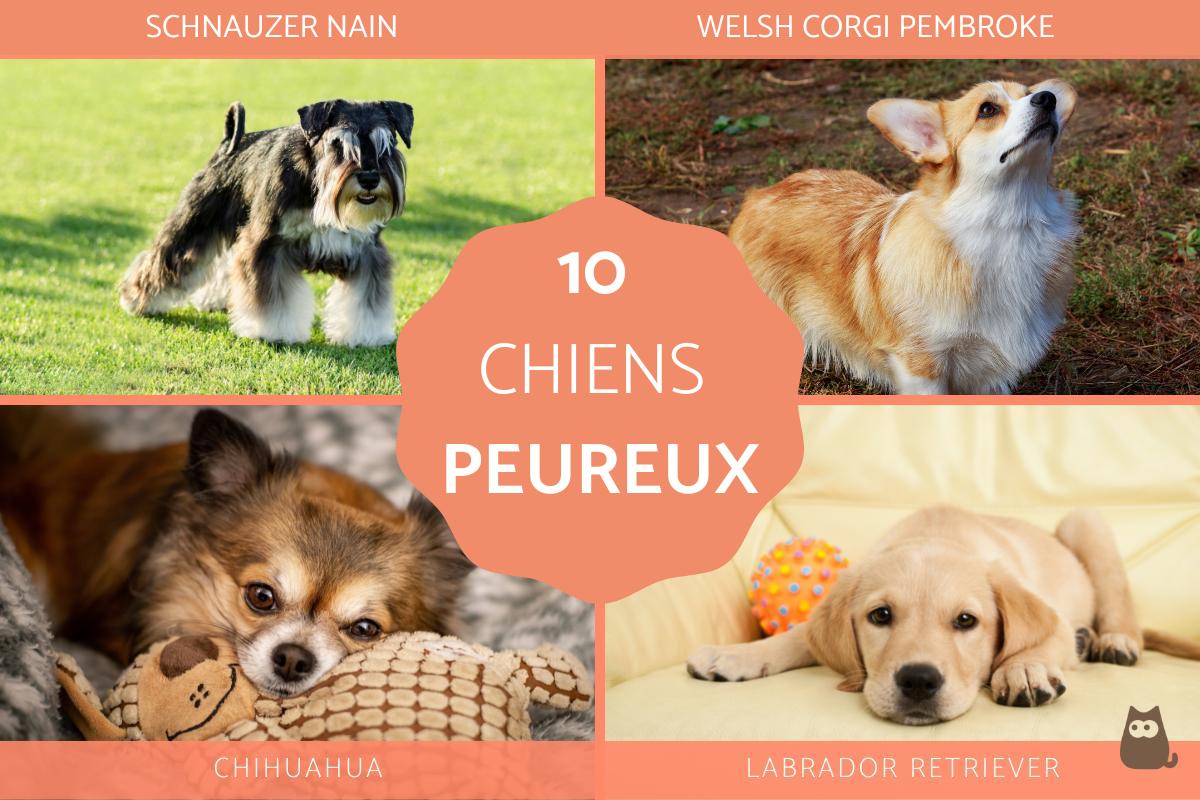 Races de chiens peureux