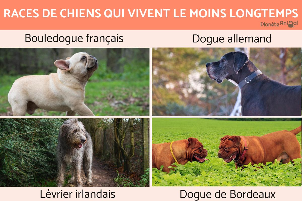 Races de chiens qui vivent le moins longtemps
