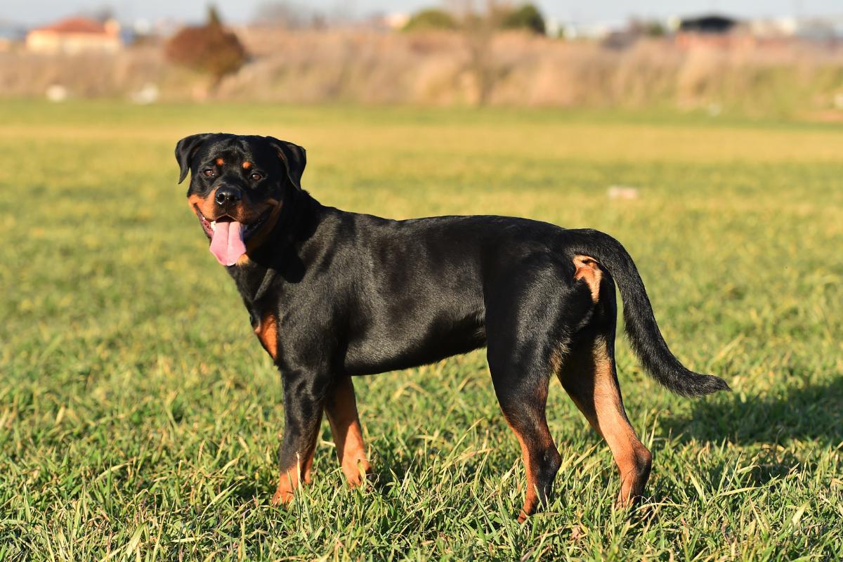 12 races de chiens qui vivent le moins longtemps PHOTOS!