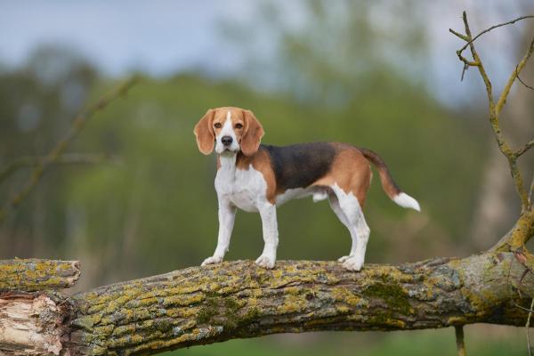 Meilleurs chiens de compagnie - Beagle