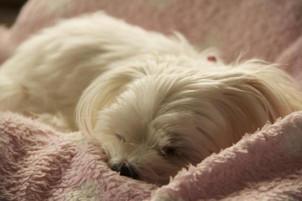 Meilleurs chiens de compagnie - Bichon maltais