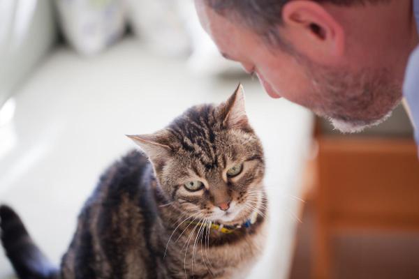Pourquoi mon chat bouge sa queue quand je lui parle ? - Il aime être à vos côtés
