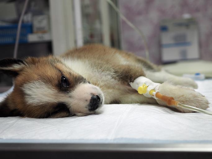 Pourquoi mon chien urine du sang ? CAUSES ET TRAITEMENTS