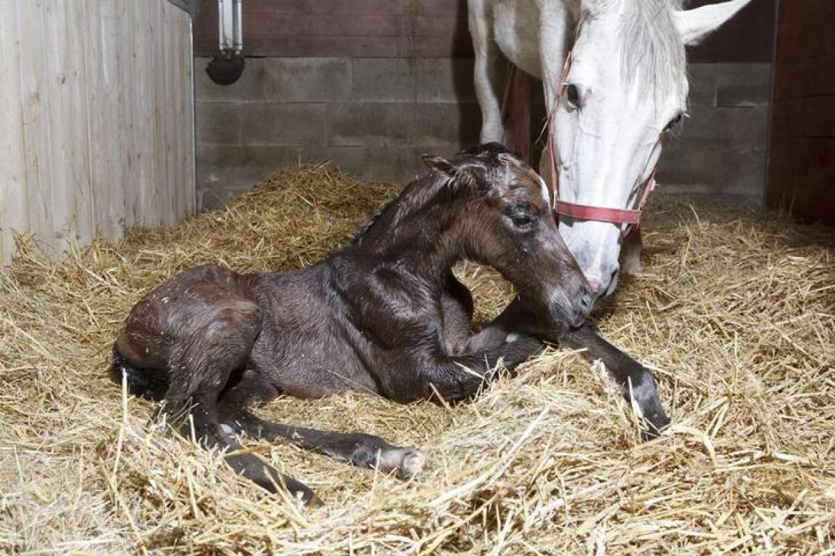 Naissance du poulain