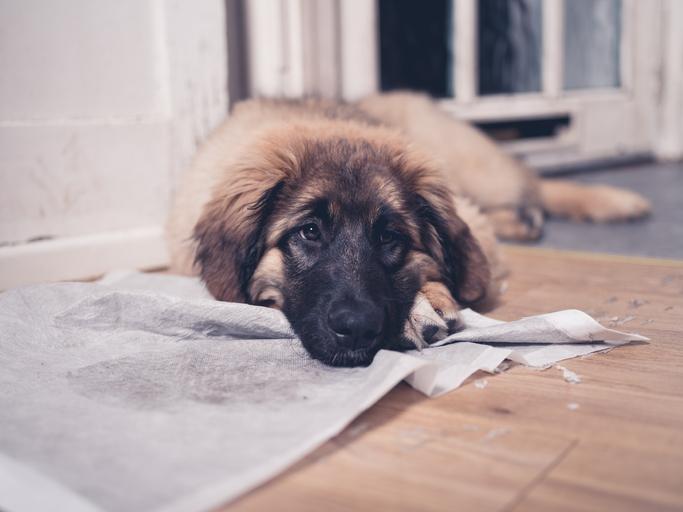 Pourquoi mon chien urine du sang ? CAUSES ET TRAITEMENTS