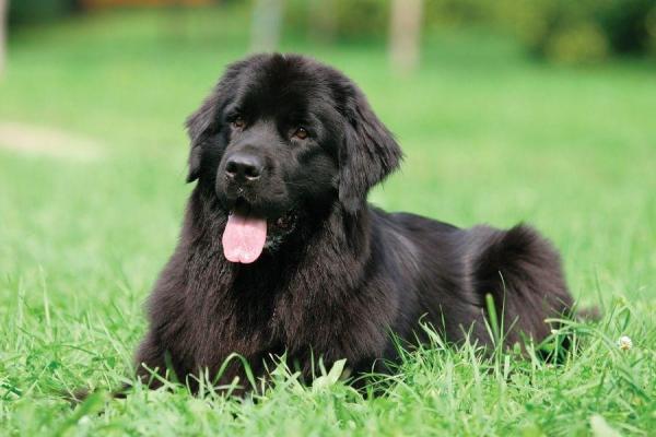 Meilleurs chiens de compagnie - Terre-neuve