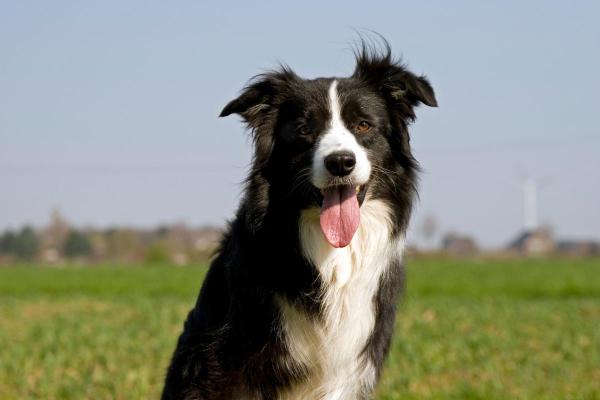 Races de chiens pas chères - 4. Border collie